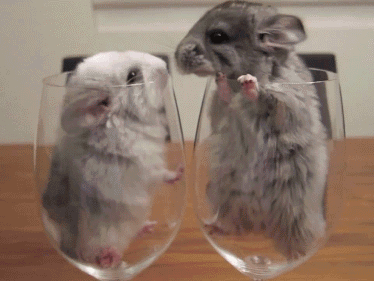 if-chinchilla-couple-can-be-happy-anyone-can-be-happy-imgurgif
